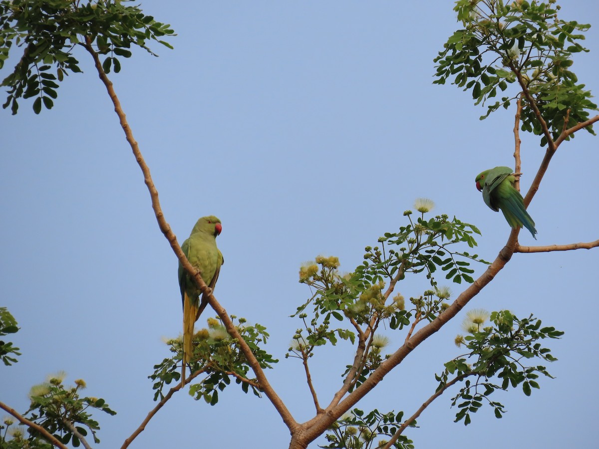 Rose-ringed Parakeet - ML620819837