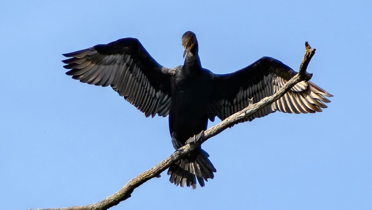 Cormoran à aigrettes - ML620819838