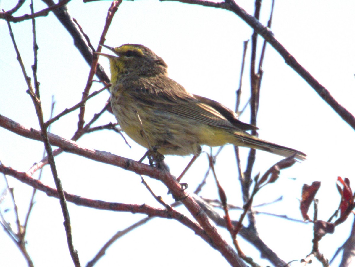 Paruline à couronne rousse - ML620819840