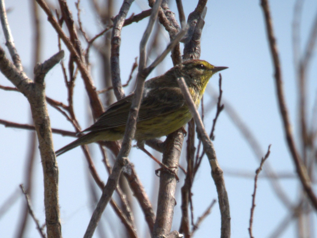 Palm Warbler - ML620819841