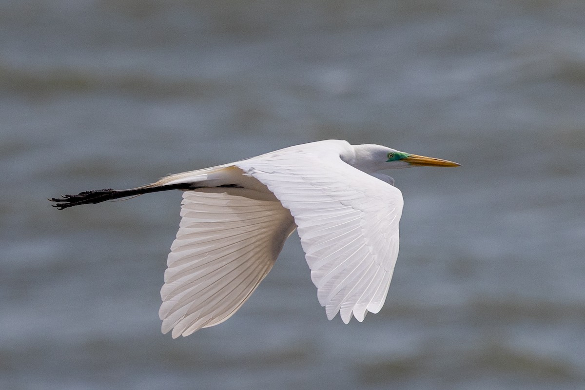 Great Egret - Lutz Duerselen