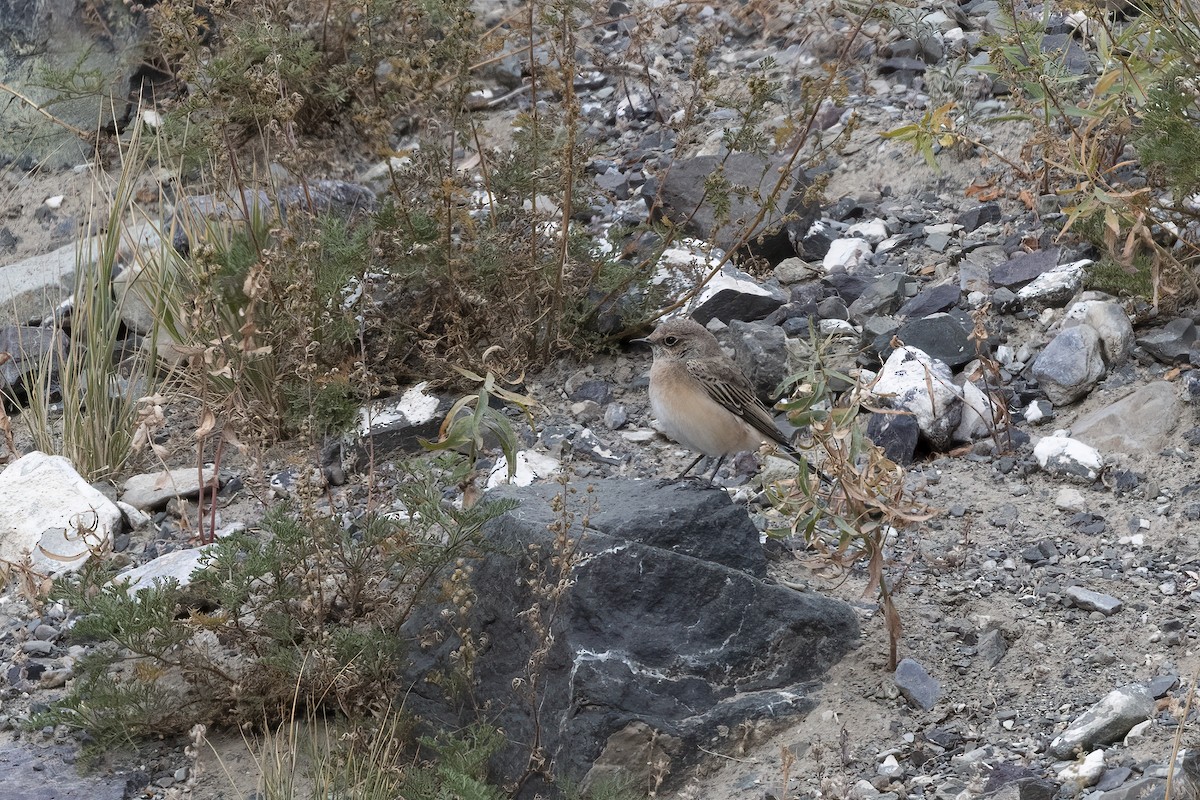 Pied Wheatear - ML620819847