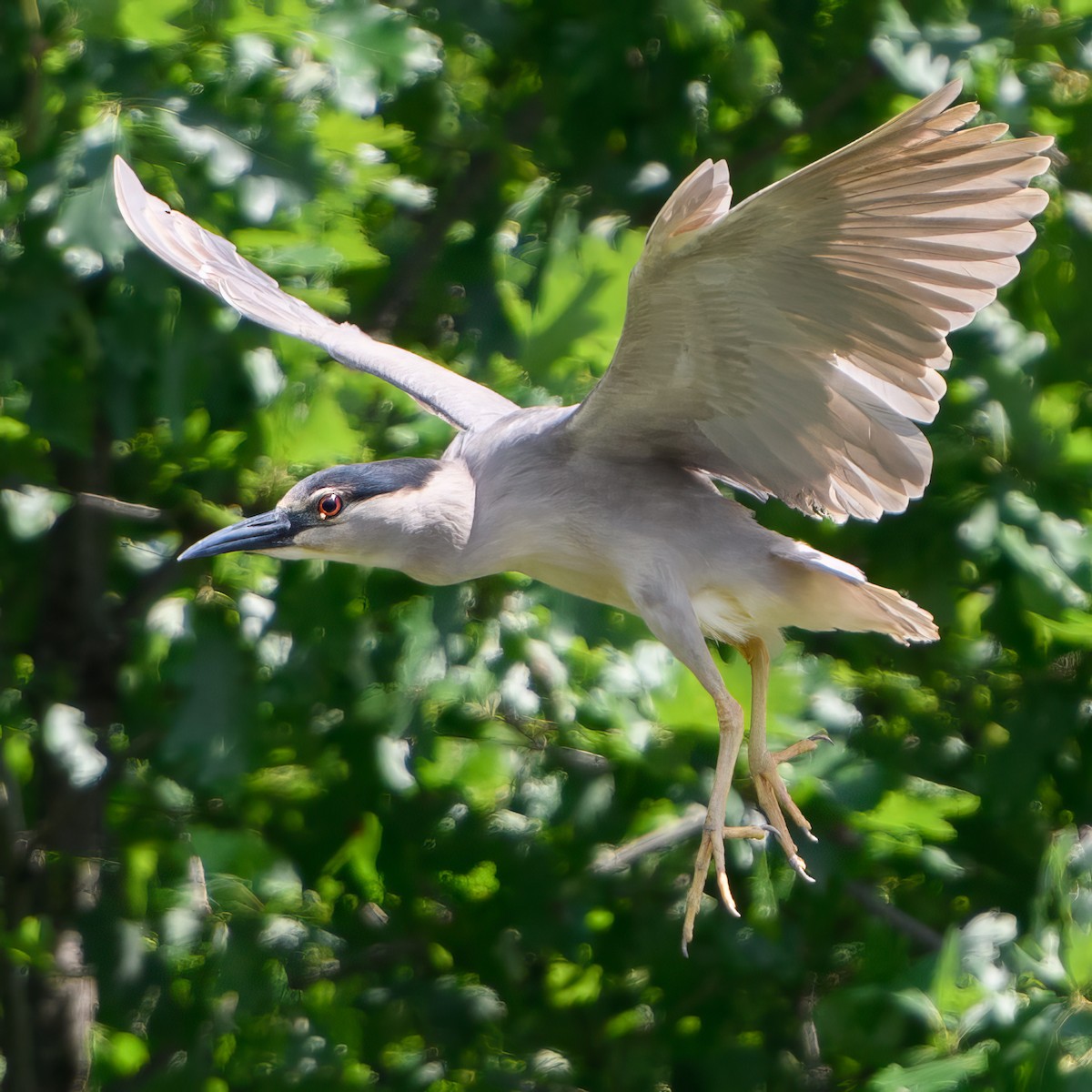 Black-crowned Night Heron - ML620819848