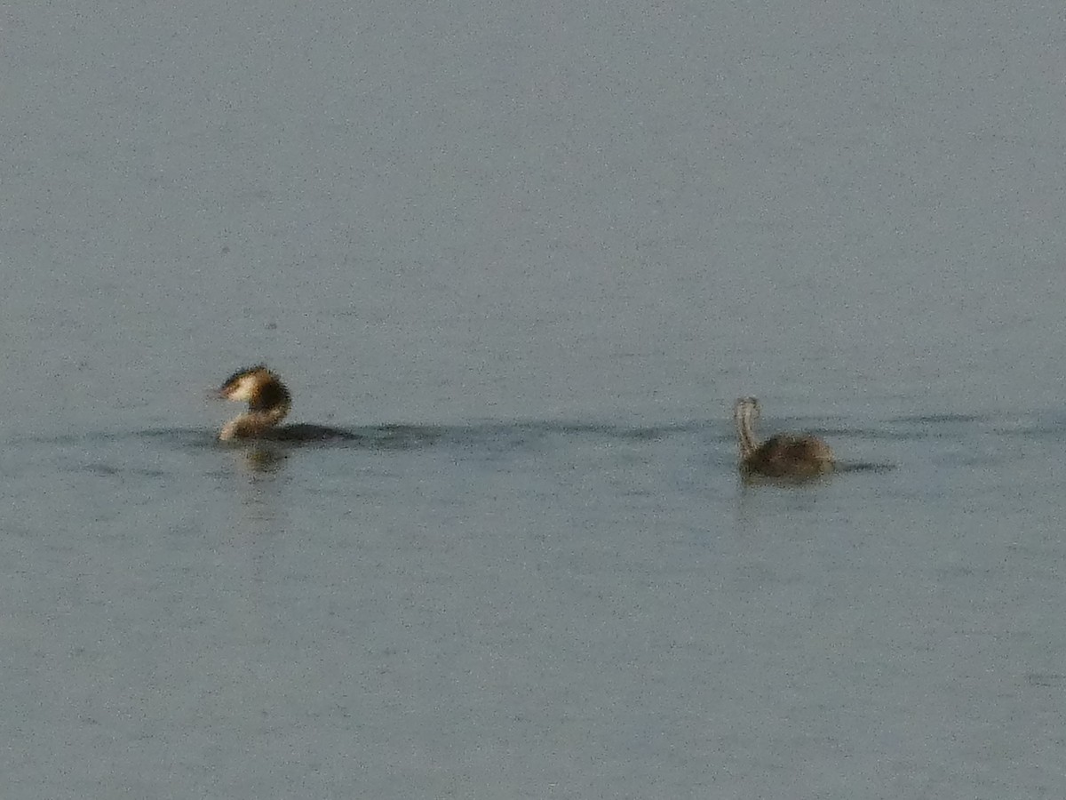 Great Crested Grebe - ML620819851