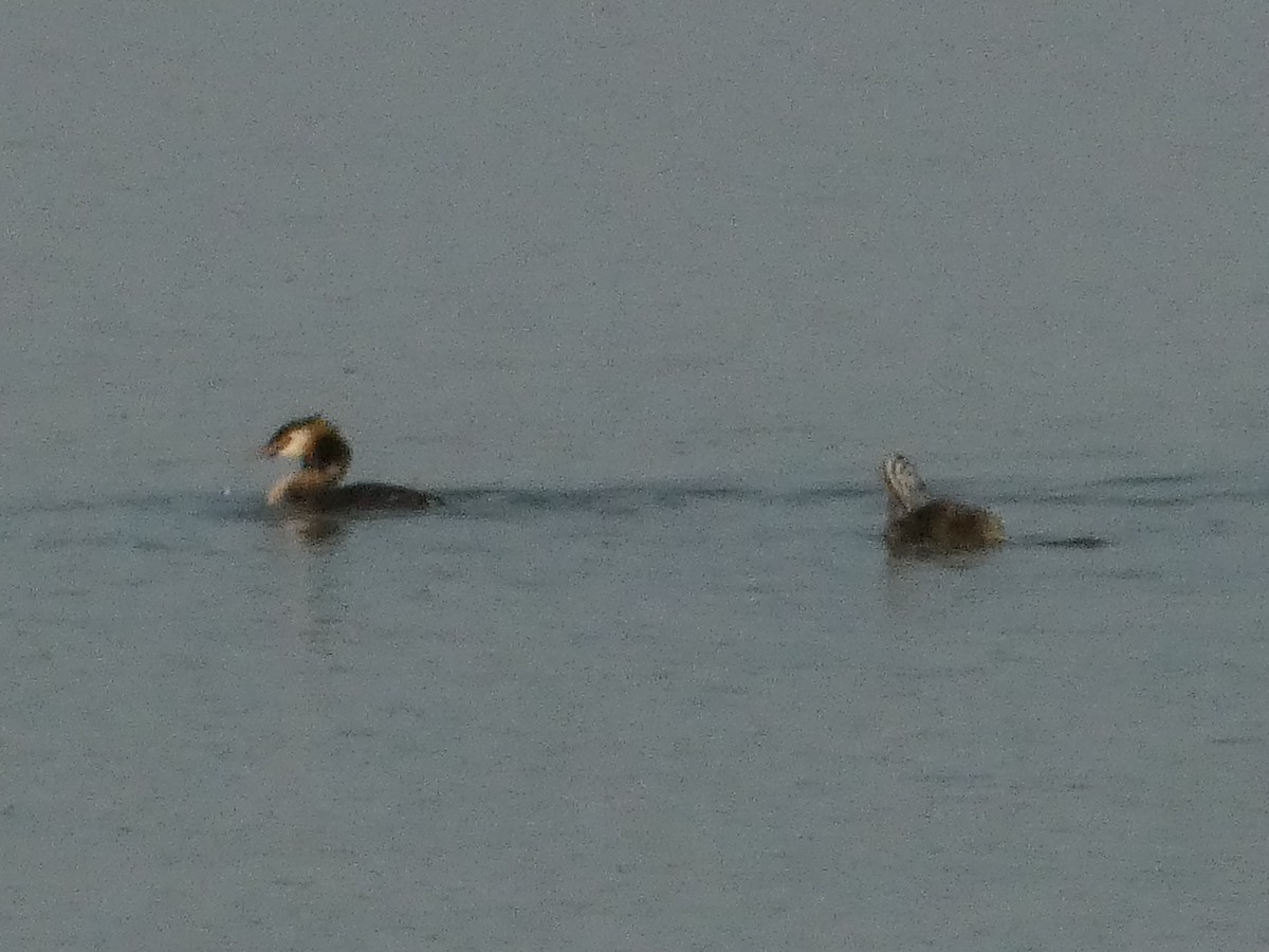 Great Crested Grebe - ML620819852