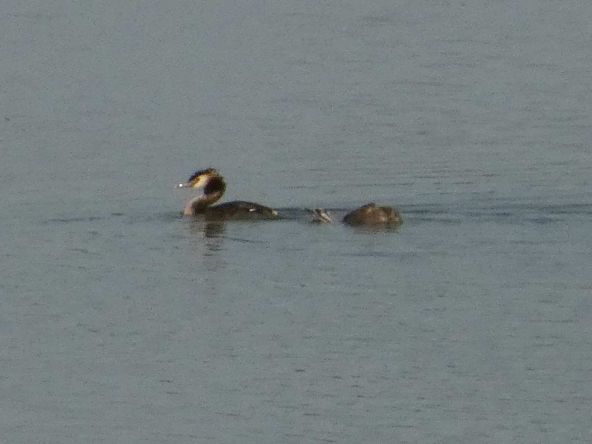 Great Crested Grebe - ML620819853