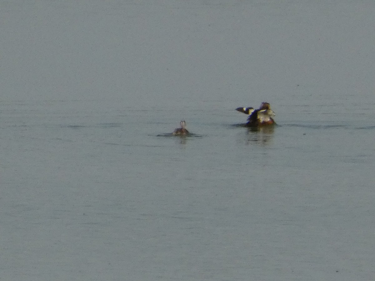 Great Crested Grebe - Михаило Тепавчевић