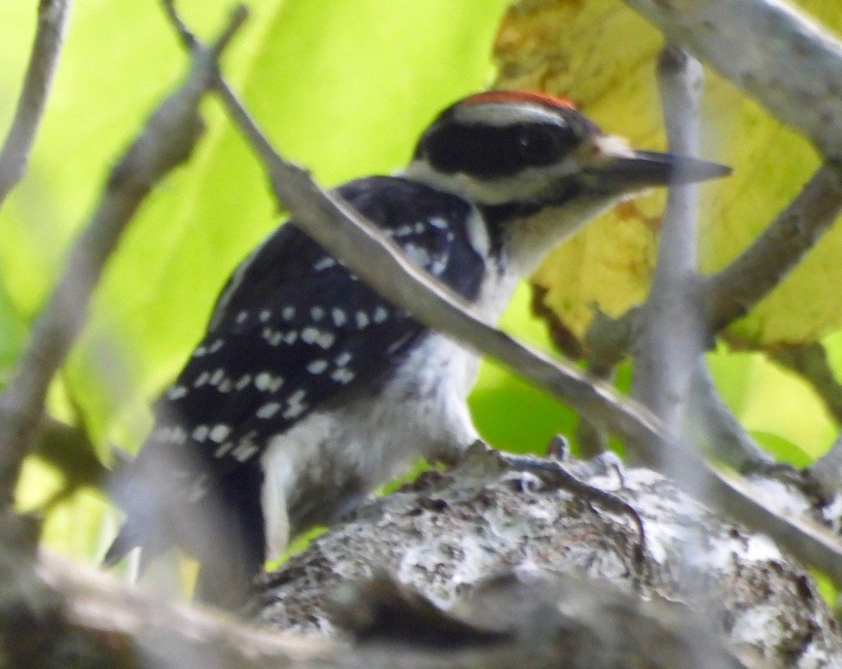 Hairy Woodpecker - Sandy Melton