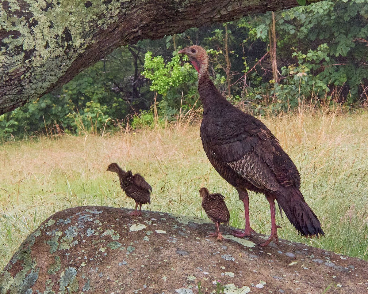 Wild Turkey - ML620819869