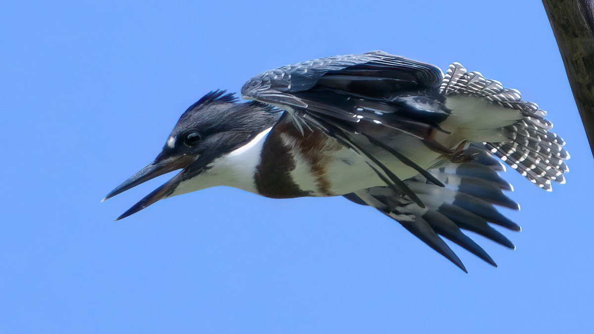 Belted Kingfisher - Alysia Volstad