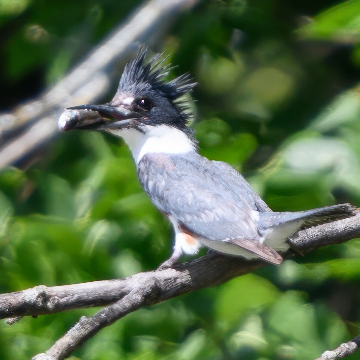 Belted Kingfisher - ML620819872