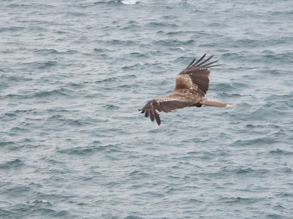 Black Kite - ML620819873