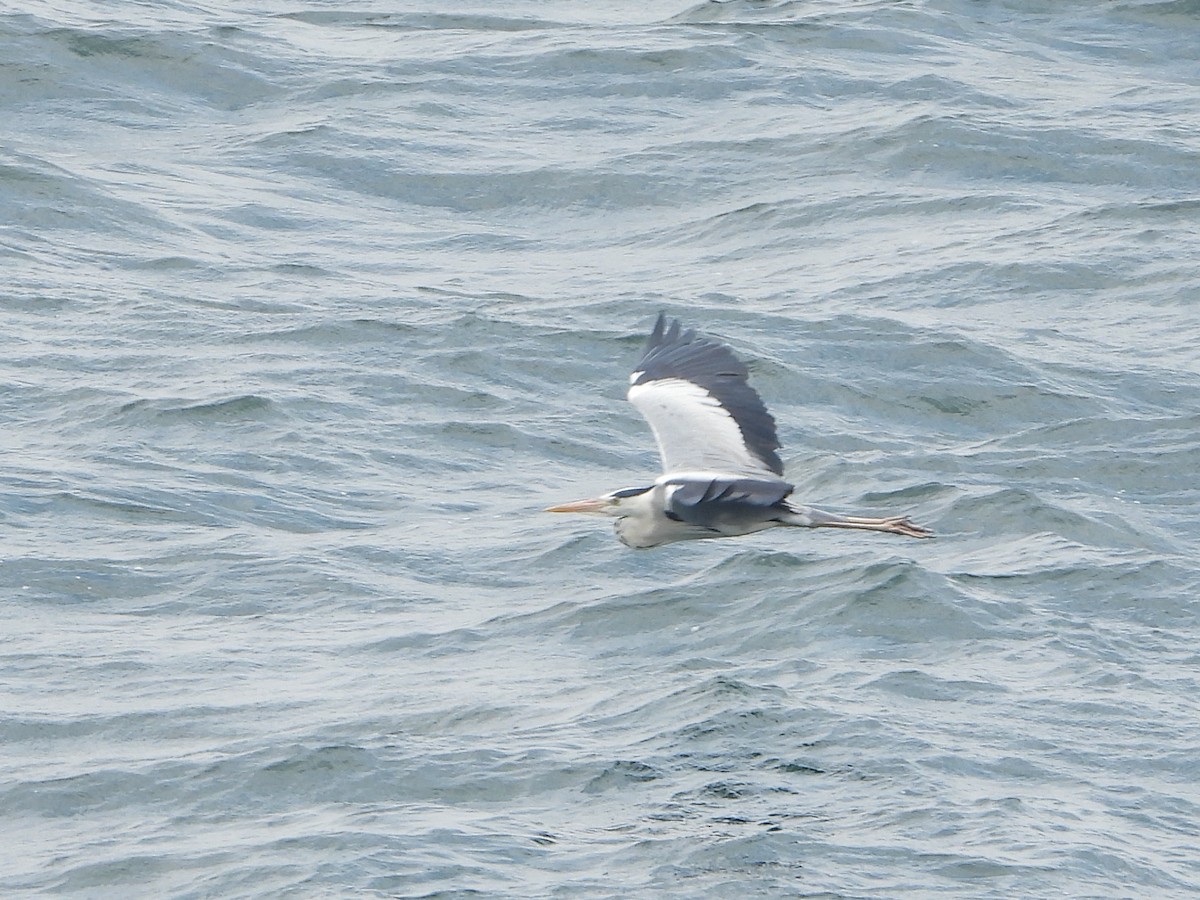 Gray Heron - Yutaka Ishizu