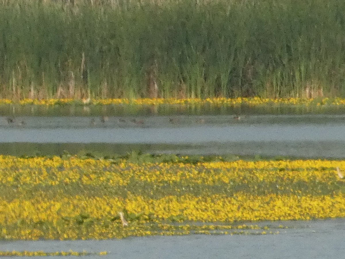 Squacco Heron - ML620819880