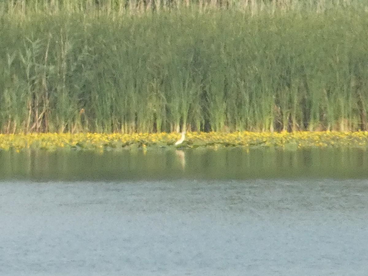 Squacco Heron - ML620819881