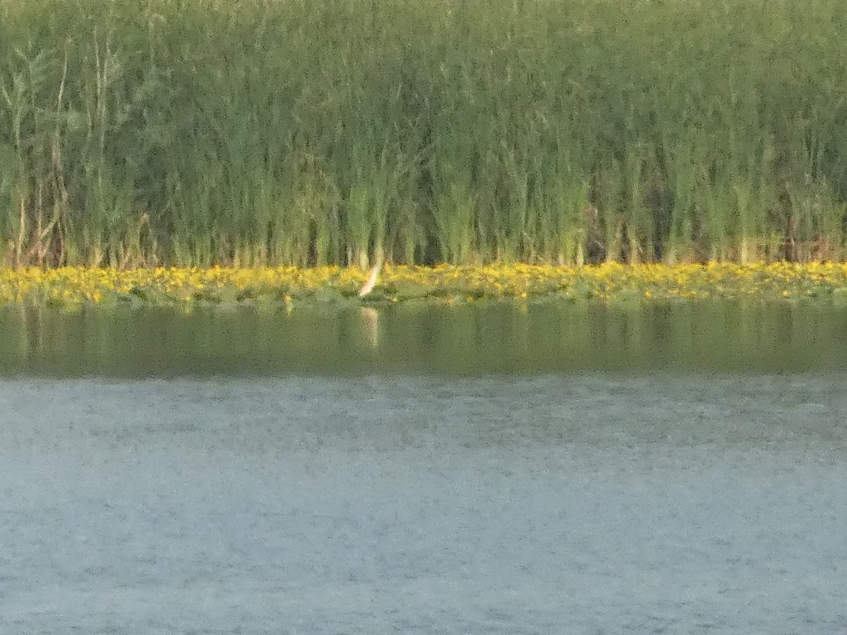 Squacco Heron - ML620819882