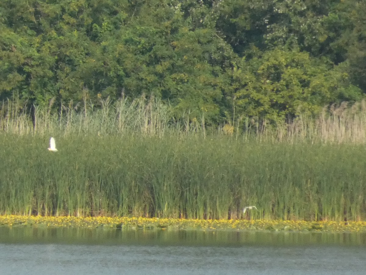 Squacco Heron - ML620819883