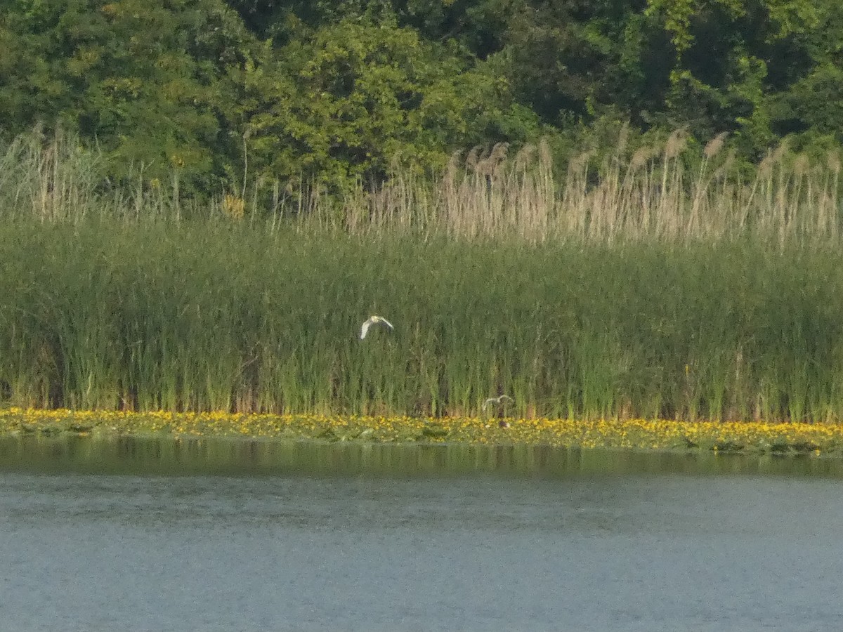 Squacco Heron - ML620819884