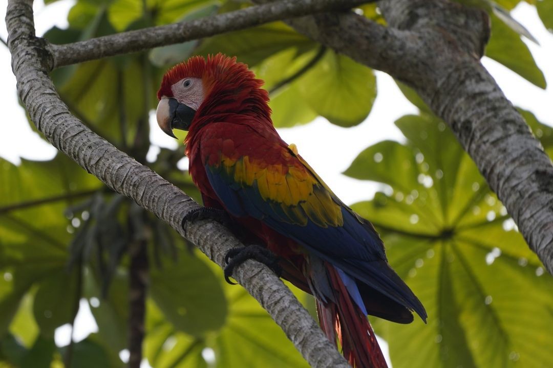 Scarlet Macaw - ML620819887