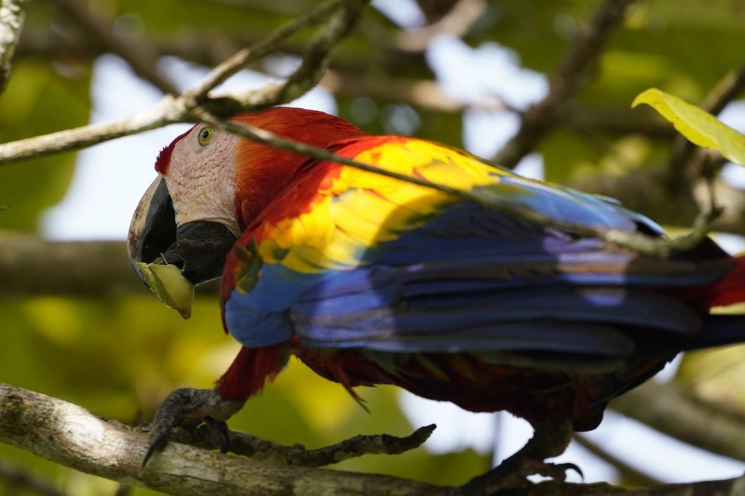 Scarlet Macaw - ML620819888