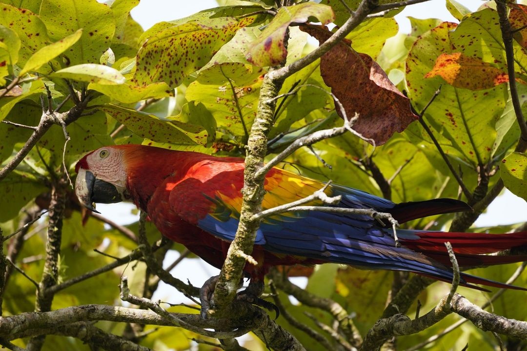 Scarlet Macaw - ML620819890