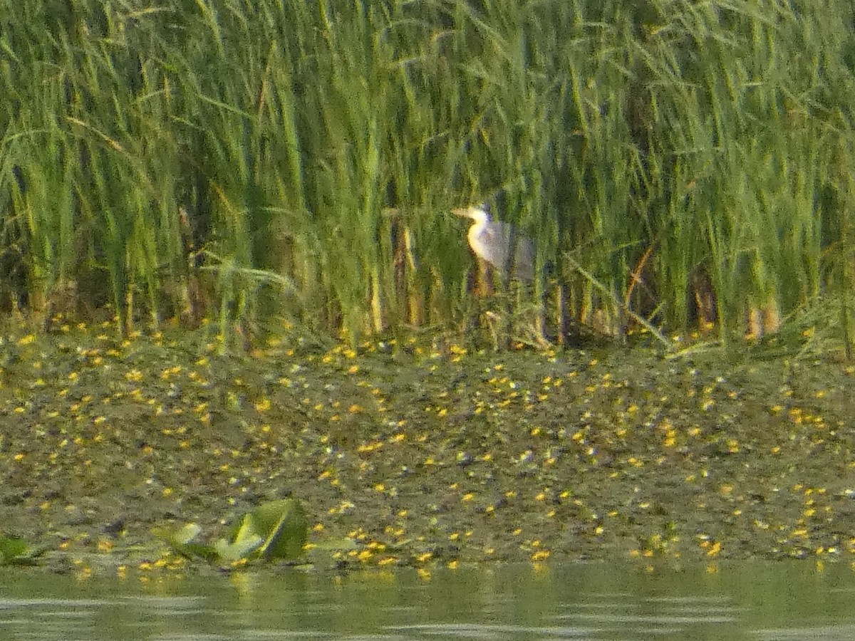 Gray Heron - ML620819894