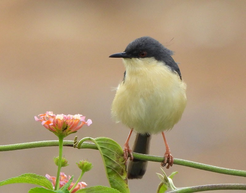 Ashy Prinia - ML620819898