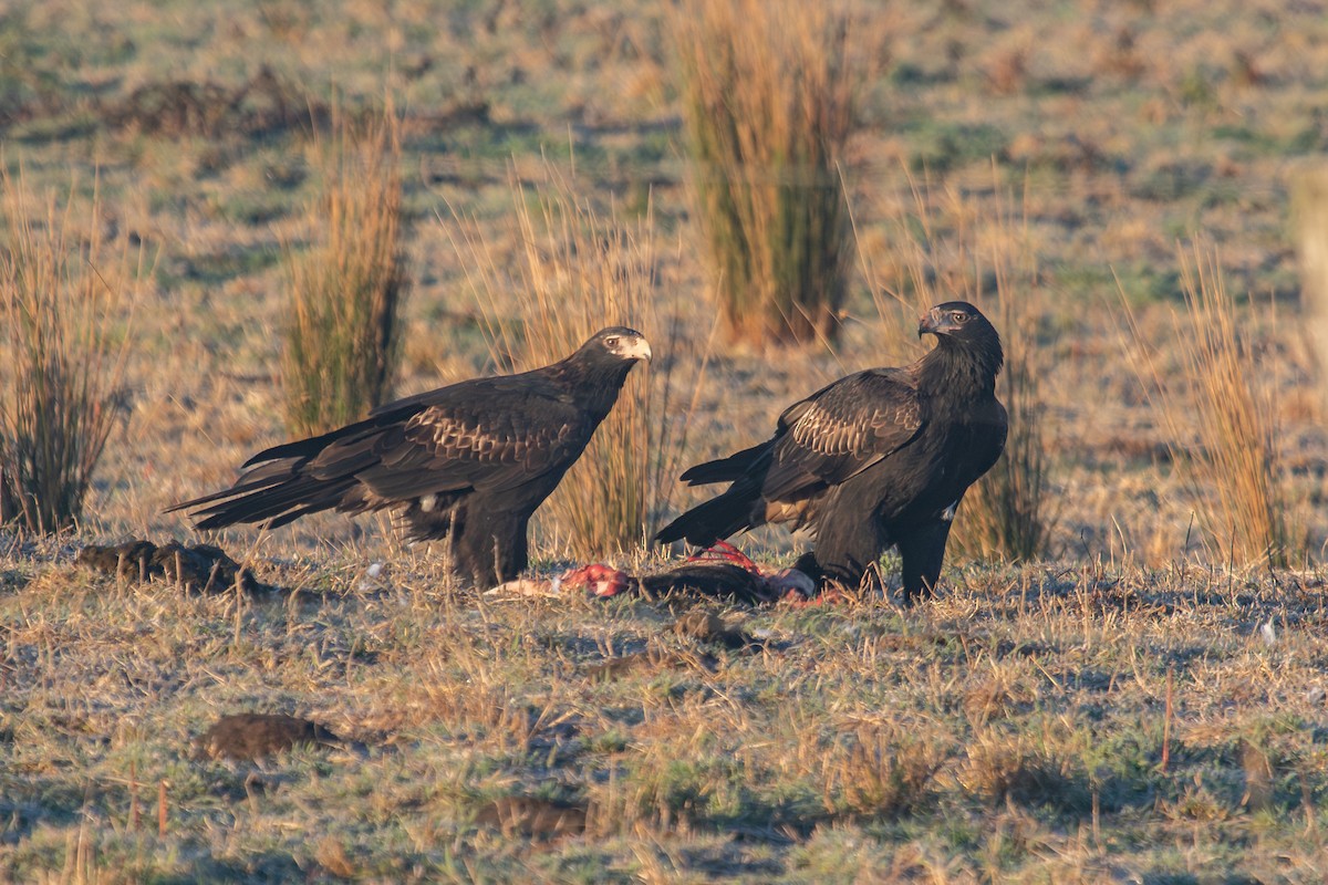 Wedge-tailed Eagle - ML620819900