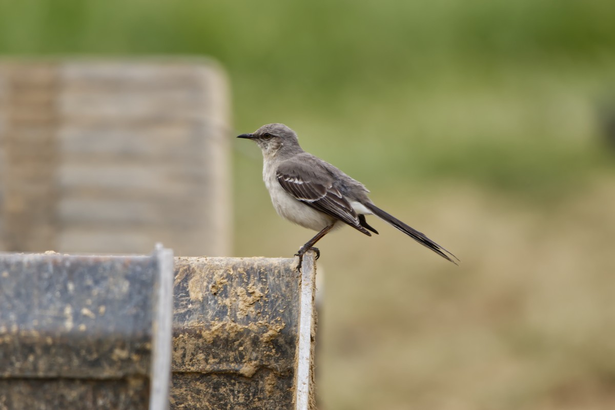 Northern Mockingbird - ML620819904