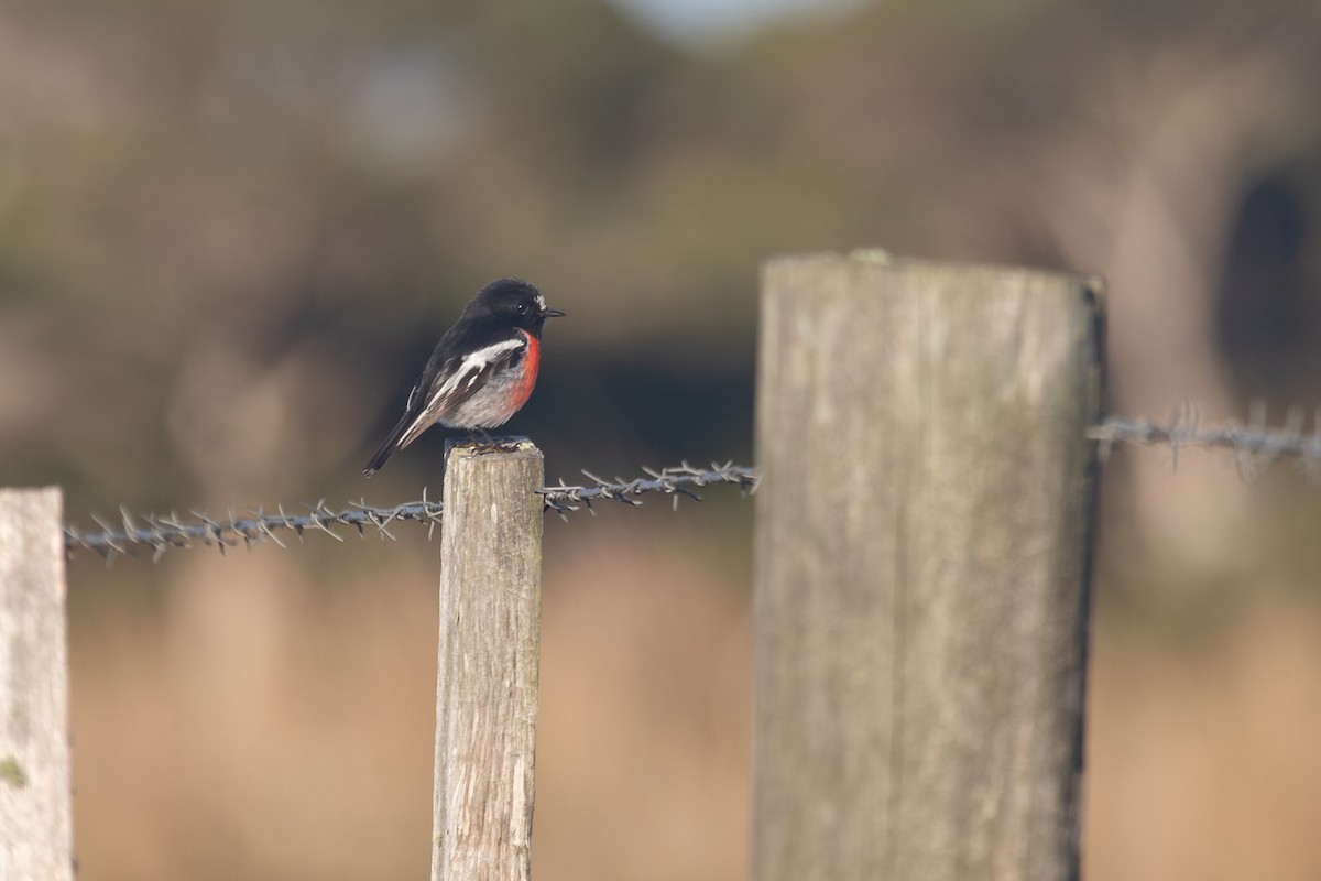 Scarlet Robin - ML620819907