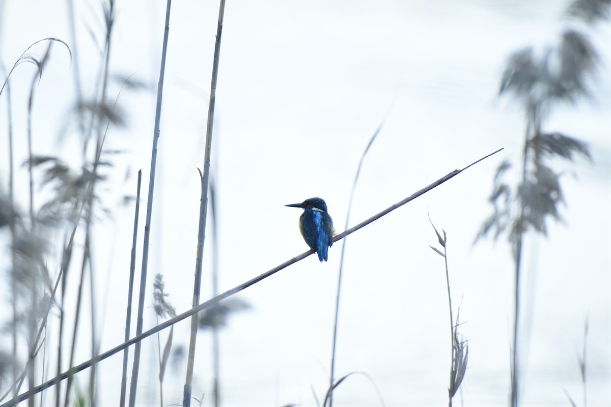 Common Kingfisher - ML620819908