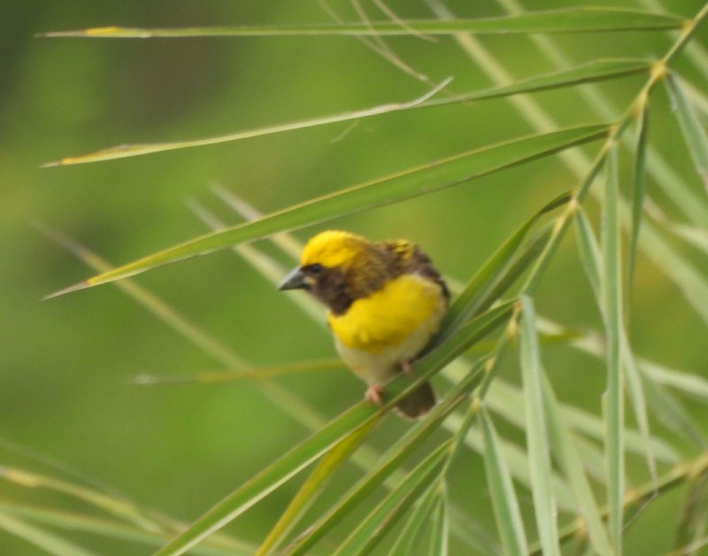 Baya Weaver - ML620819914