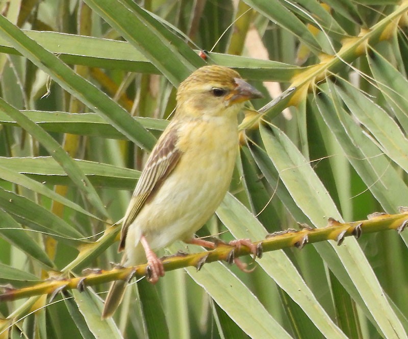 Baya Weaver - ML620819915