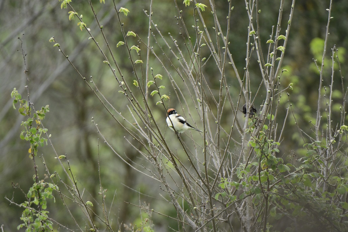 Woodchat Shrike - Oktay Yunus