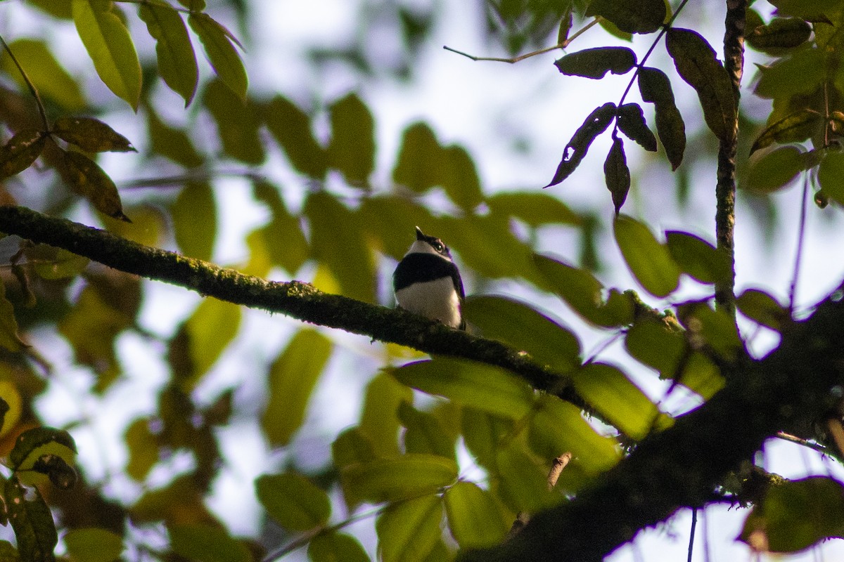 Chestnut Wattle-eye - ML620819918