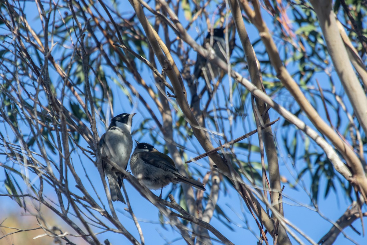 Black-headed Honeyeater - ML620819920