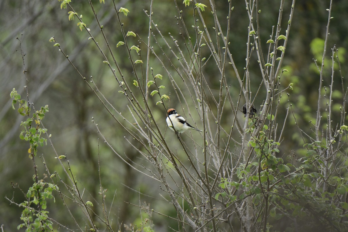 Woodchat Shrike - ML620819921