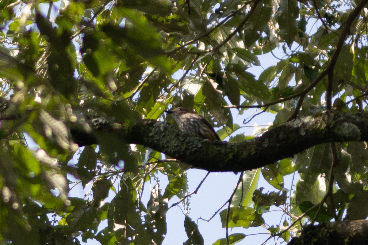 African Shrike-flycatcher - ML620819922