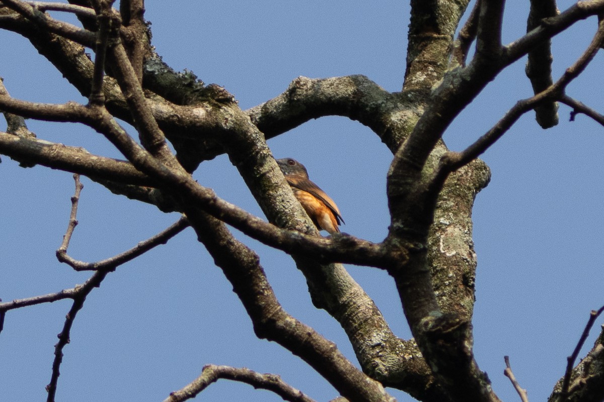 African Shrike-flycatcher - ML620819924