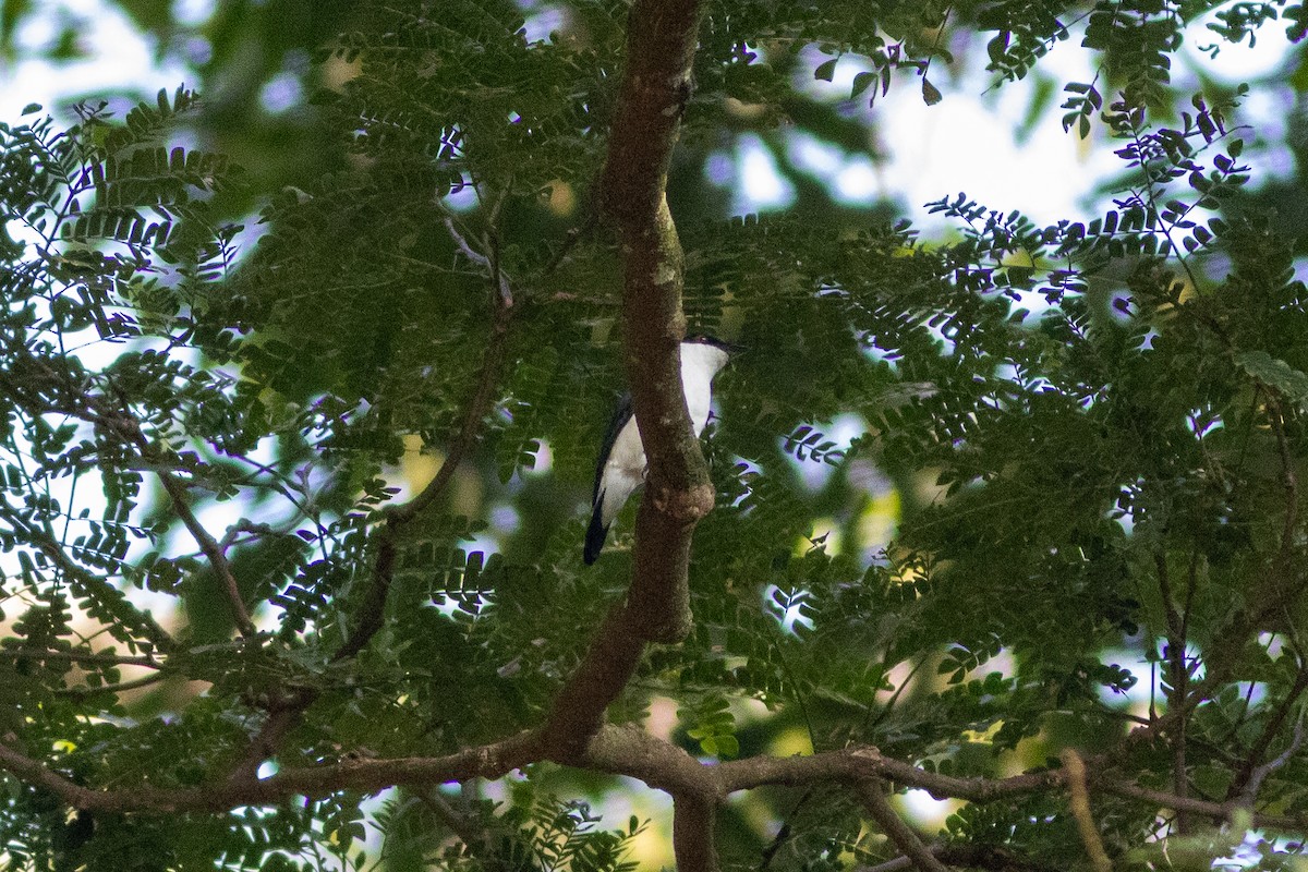 African Shrike-flycatcher - ML620819926