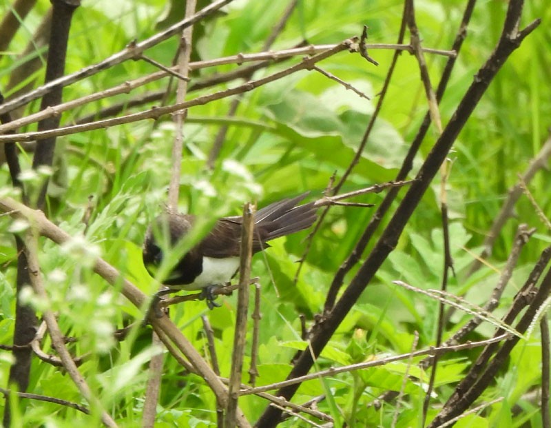 White-rumped Munia - ML620819927