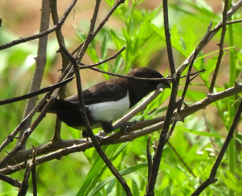 White-rumped Munia - ML620819928