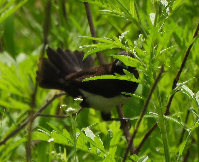 White-rumped Munia - ML620819929