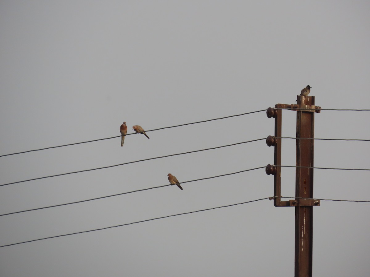 Laughing Dove - ML620819930