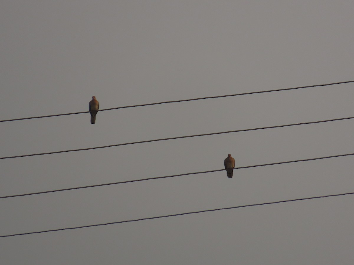 Laughing Dove - ML620819931