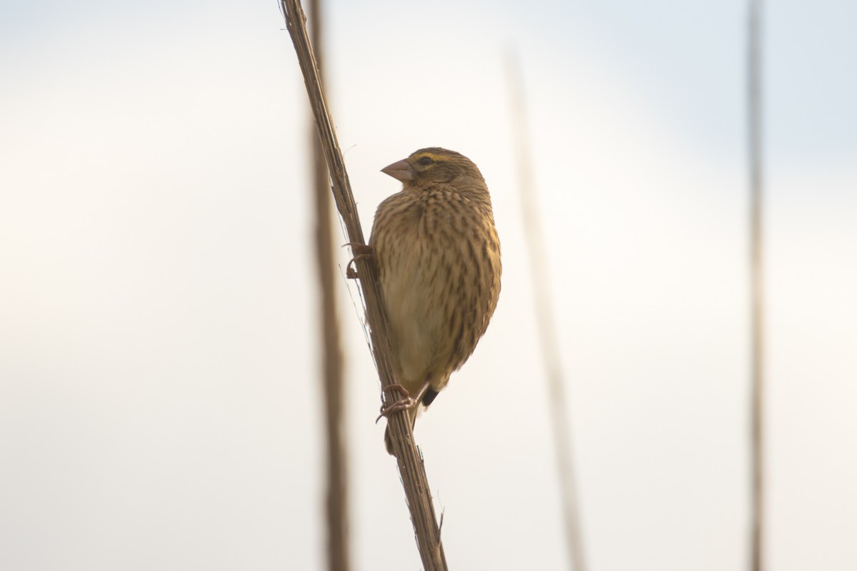 Southern Red Bishop - ML620819932