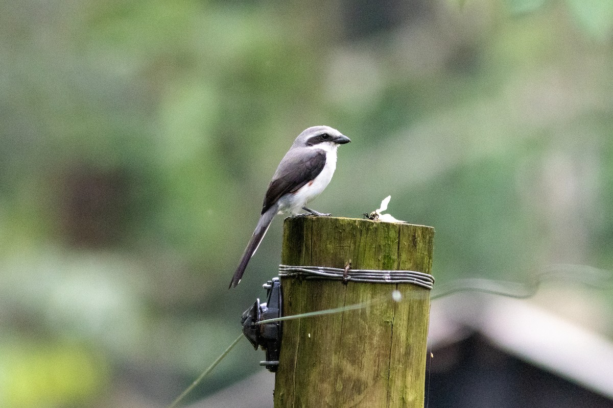 Mackinnon's Shrike - ML620819933