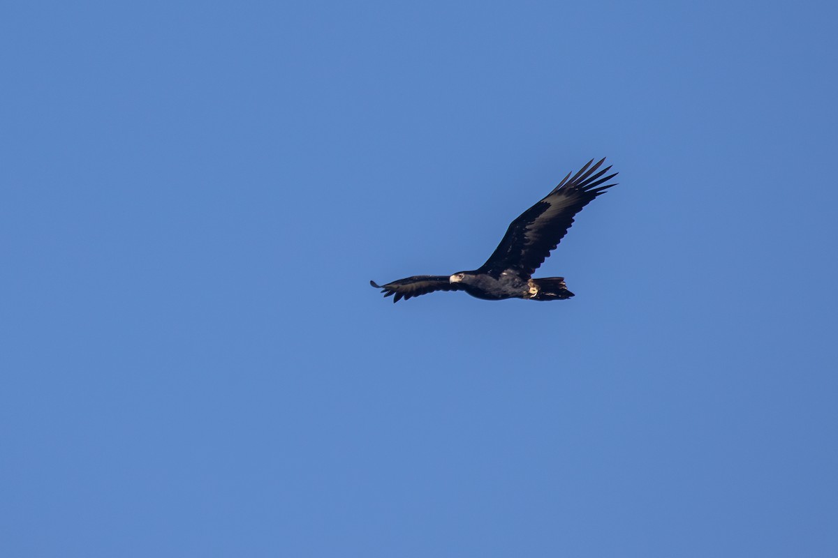 Wedge-tailed Eagle - ML620819934