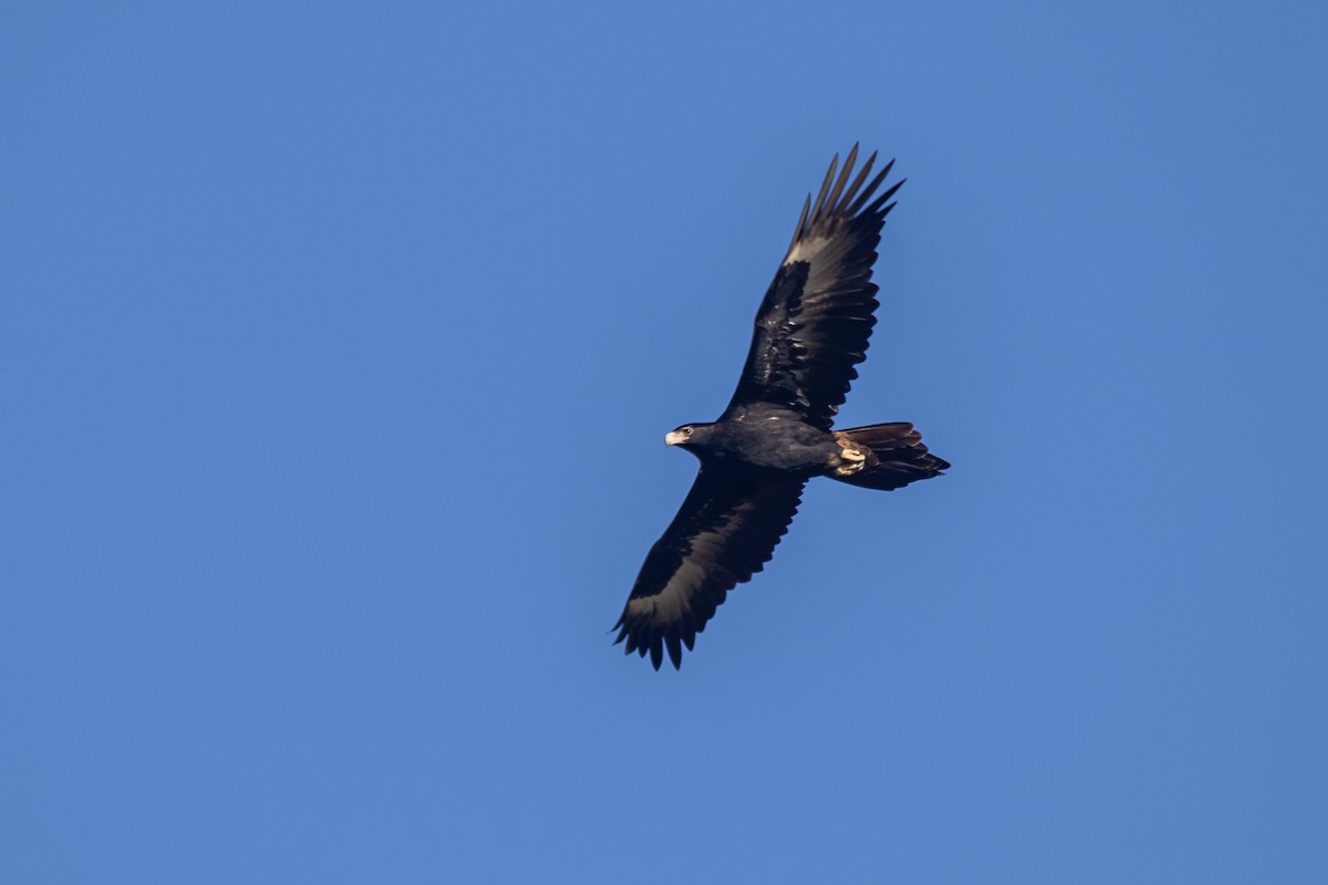 Wedge-tailed Eagle - ML620819935