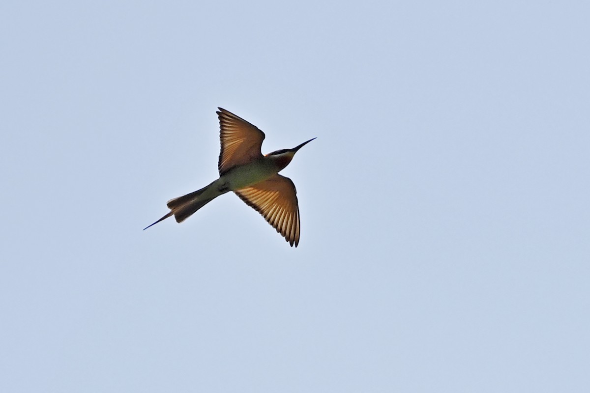 Madagascar Bee-eater - ML620819936